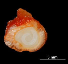   Seed, embryo:   Solanum glaucescens , cross sectioned seed showing coiled embryo; Photo by V. Brewster, USDA APHIS PPQ, imageID.idtools.org
